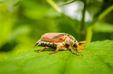 Yaygın Cockchafer Melolontha melolontha, Mayıs böceği ya da Doodlebug olarak bilinir. Yazın Avrupa böcekleri.