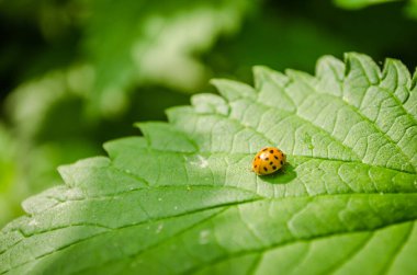 Isırgan yaprağındaki uğur böceğinin yakın plan görüntüsü..