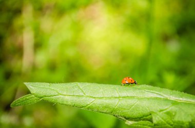 Isırgan yaprağındaki uğur böceğinin yakın plan görüntüsü..
