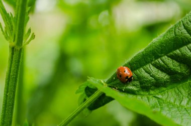 Isırgan yaprağındaki uğur böceğinin yakın plan görüntüsü..