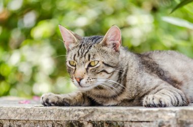 Gri kuyruklu gri kedi, sabah güneşinde oturuyor..