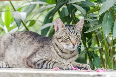 Gri kuyruklu gri kedi, sabah güneşinde oturuyor..