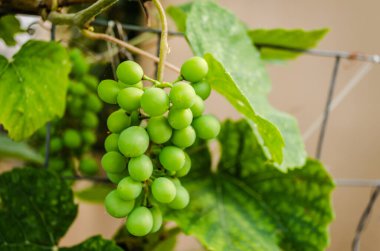 Büyük, yeşil, olgunlaşmamış üzümlü organik üzüm..