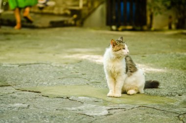 Yunanistan 'ın Tembi Vallei Larissa kanyonundaki St. Paraskeva Kilisesi' nin önündeki renkli kedi manzarası.