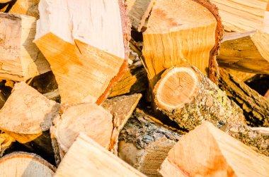 Sonbahar güneşli bir günde fidanlıkta yaprak döken bitkiler. Kışın ısınmaya hazır odun..