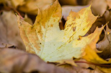 Ağacın altında birikmiş sarı sonbahar yaprakları..