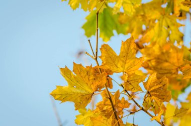 Ağaçların dallarında sarı sonbahar yaprakları.