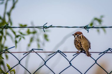 Bir sonbahar günü bir telin üzerinde bir serçe..