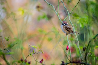 Bir sonbahar günü bir telin üzerinde bir serçe..