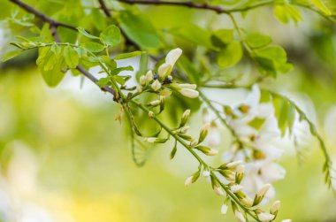 Zengin çiçekler akasya-Robinia psödoacia. Bal arıları için bir nektar kaynağı..