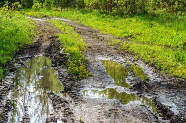 Sırbistan 'ın Novi Sad kentinin Petrovaradin kenti yakınlarındaki Tuna Nehri kıyısındaki orman.