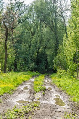 Sırbistan 'ın Novi Sad kentinin Petrovaradin kenti yakınlarındaki Tuna Nehri kıyısındaki orman.