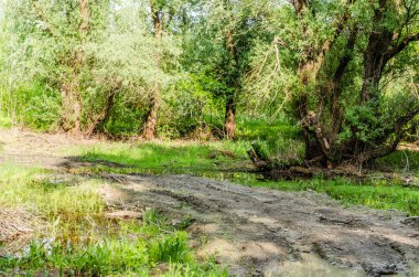 Sırbistan 'ın Novi Sad kentinin Petrovaradin kenti yakınlarındaki Tuna Nehri kıyısındaki orman.