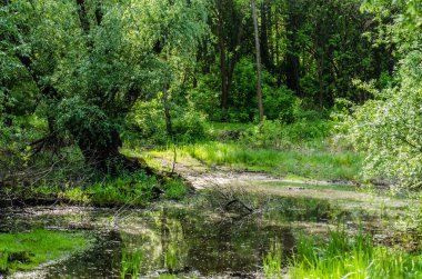 Sırbistan 'ın Novi Sad kentinin Petrovaradin kenti yakınlarındaki Tuna Nehri kıyısındaki orman.