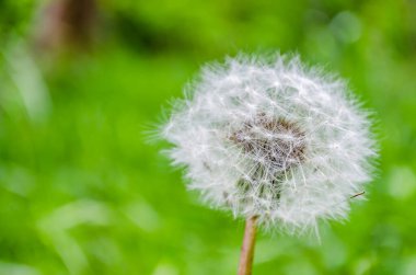Bahar otlarıyla çevrili beyaz karahindiba çiçeği..
