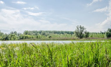 Sırbistan 'ın Novi Sad kenti yakınlarındaki bataklığın panoramik manzarası