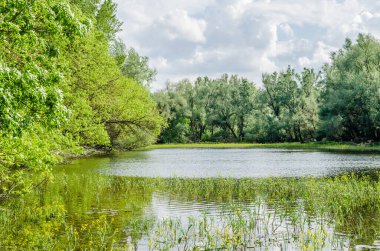 Sırbistan 'ın Novi Sad kenti yakınlarındaki bataklığın panoramik manzarası