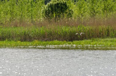 Sırbistan 'ın Novi Sad kenti yakınlarındaki bataklığın panoramik manzarası