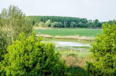Sırbistan 'ın Novi Sad kenti yakınlarındaki bataklığın panoramik manzarası