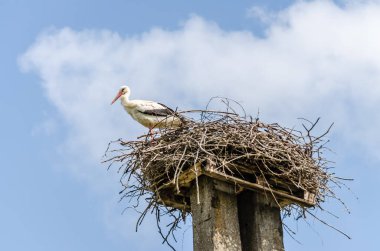 Çalılardan yapılmış yuvasında duran bir leylek..