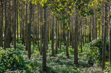 Kavak ağaçlarından oluşan genç yeşil bir orman, yaz sabahı güneşiyle aydınlanıyor..