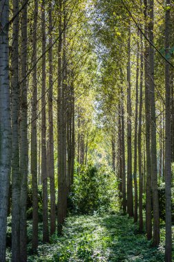 Kavak ağaçlarından oluşan genç yeşil bir orman, yaz sabahı güneşiyle aydınlanıyor..