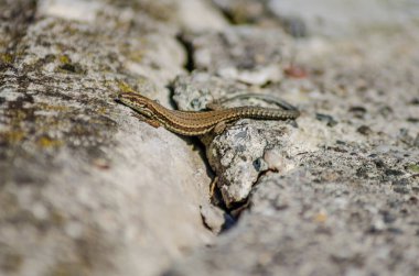 Küçük orman kertenkelesi doğal ortamında.