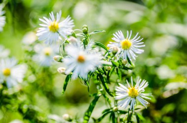 Kavak ağaçlarından oluşan genç bir ormanın önündeki açık papatya çiçekleriyle çalılar..