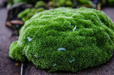Novi Sad.Moss 'taki Tuna Nehri' ndeki tankerin enkazı terk edilmiş çelik tankerlerle terk edilmiş..