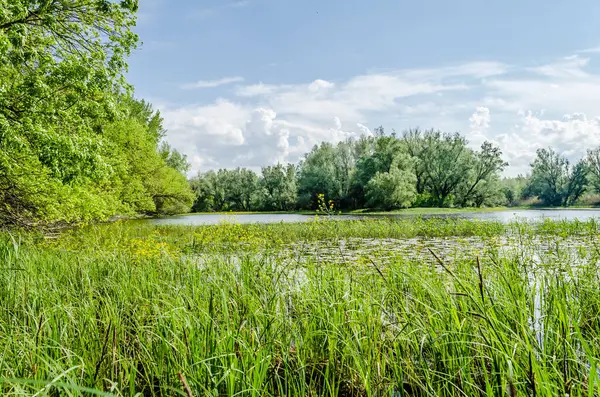 Sırbistan 'ın Novi Sad kenti yakınlarındaki bataklığın panoramik manzarası