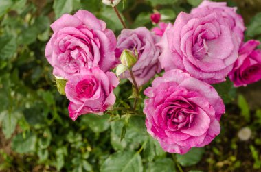 Genç yeşil sahada büyüyen mısır. Genç Mısır bitkileri