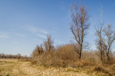 Çimlerle ve sonbahar ağaçlarıyla kaplı bir bataklığın kıyısına bak..