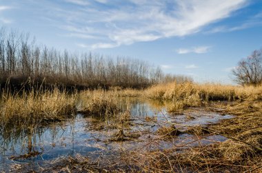 Çimlerle ve sonbahar ağaçlarıyla kaplı bir bataklığın kıyısına bak..