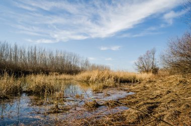 Çimlerle ve sonbahar ağaçlarıyla kaplı bir bataklığın kıyısına bak..