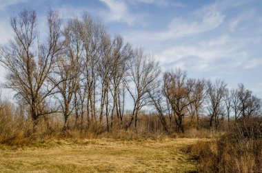 Çimlerle ve sonbahar ağaçlarıyla kaplı bir bataklığın kıyısına bak..