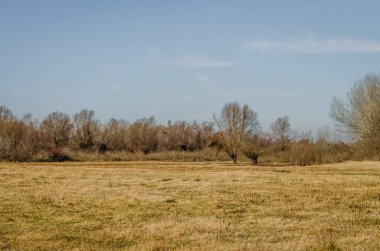 Çimlerle ve sonbahar ağaçlarıyla kaplı bir bataklığın kıyısına bak..