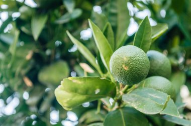 Ağaç dallarında yeşil, olgunlaşmamış limon meyvesi. Ağaçtaki yeşil limonlar hasat için hazır.