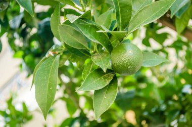 Ağaç dallarında yeşil, olgunlaşmamış limon meyvesi. Ağaçtaki yeşil limonlar hasat için hazır.