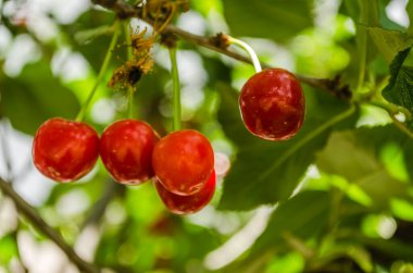Red organically grown ripe cherry fruit in the tree canopy