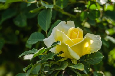 A yellowish-white rose bloomed in its natural environment. A white rose with luminous leaves and an almost black, slightly blurred background.
