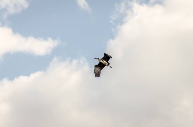 Great Blue Heron in flight. Great Blue Heron at full stretch taken from below.