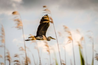 Great Blue Heron in flight. This large and beautiful great blue heron was flying low along the marsh on a beautiful spring day.