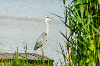 A great blue heron stands by the waterway at dusk awaiting the catch.