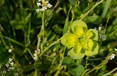 Young green flowers of the meadow plant Mlecika (Spurges-Euphorbia), Novi Sad, Serbia. clipart