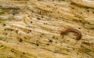 Ağaç kütüğündeki böcekler.