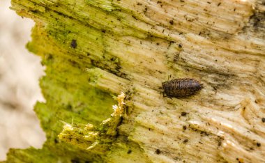 Ağaç kütüğündeki böcekler.