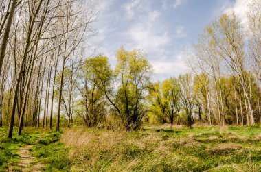 Sırbistan 'ın Novi Sad kentinin Petrovaradin kenti yakınlarındaki Tuna Nehri kıyısındaki orman.