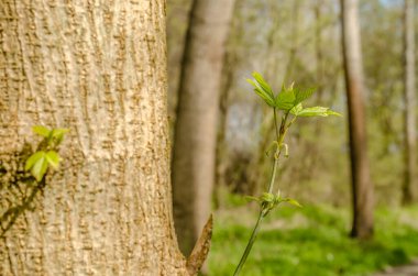 Tuna nehrinin kıyısında, ilkbaharda kavak ağacında genç bir dal..