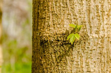 Tuna nehrinin kıyısında, ilkbaharda kavak ağacında genç bir dal..
