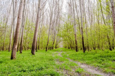 Sırbistan 'ın Novi Sad kentinin Petrovaradin kenti yakınlarındaki Tuna Nehri kıyısındaki orman.